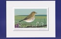 Bird prints