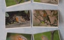 Greetings Cards