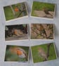 Pack of 6 Robin Cards - Image 1