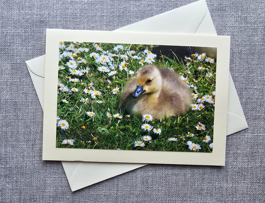Cute Canada Gosling Large Photographic Card 7" x 5" Blank