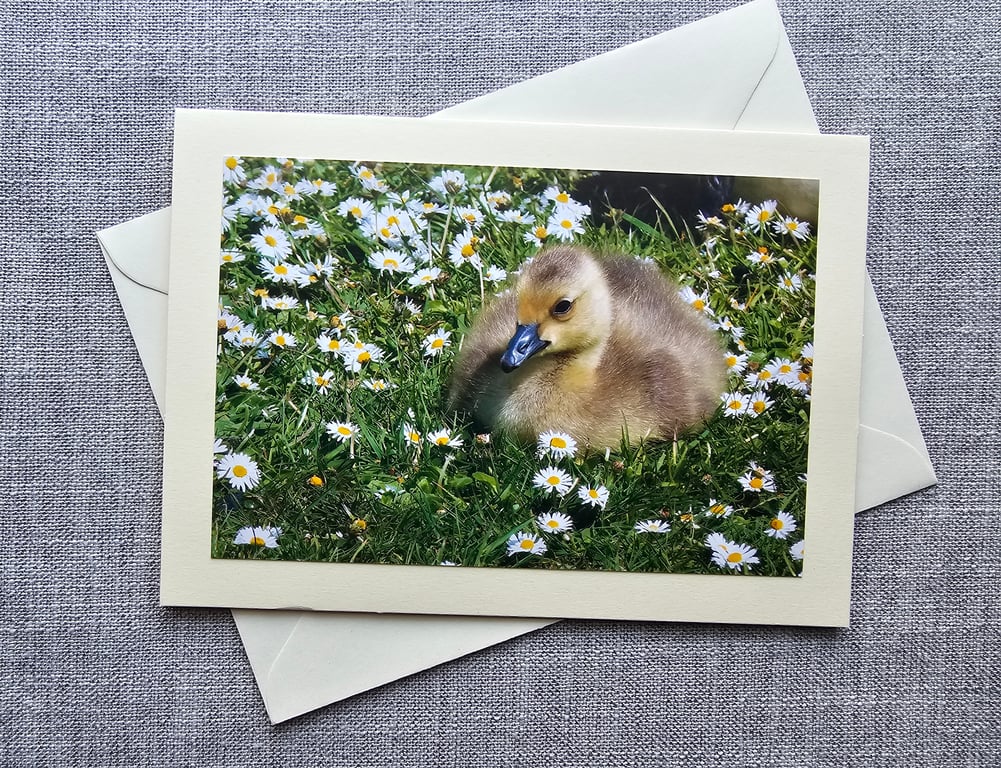 Cute Canada Gosling Large Photographic Card 7" x 5" Blank