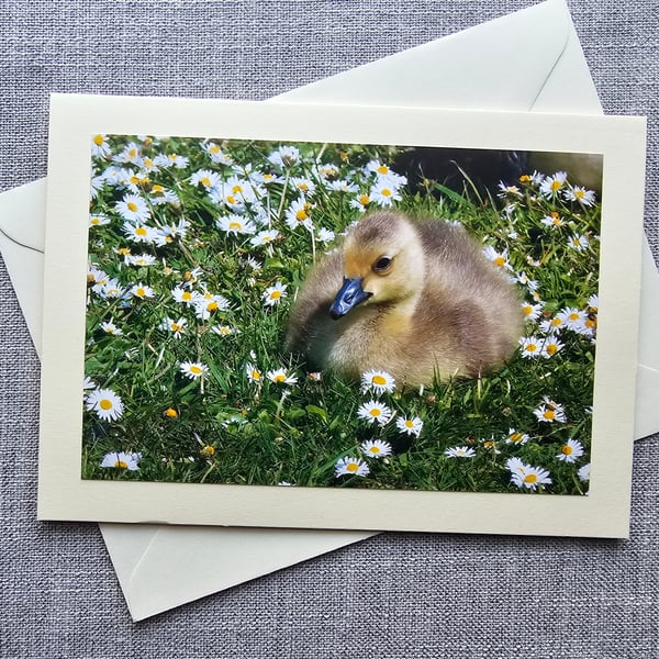 Cute Canada Gosling Large Photographic Card 7" x 5" Blank