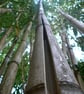 3 Mounted Photos - Bamboo - Image 2