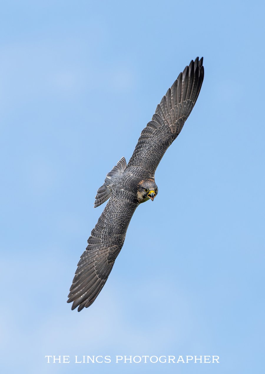 Falcon print (Limited edition of 10)