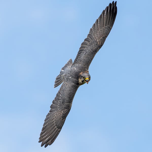 Falcon print (Limited edition of 10)