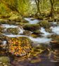 Photography Print - River Meavy, Dartmoor, Devon -  Limited Edition Signed Print