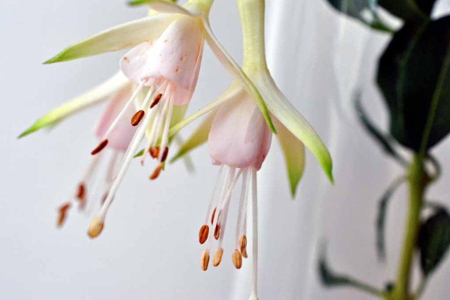 White Fuchsia Hawkshead Summer Flower Photograph Print