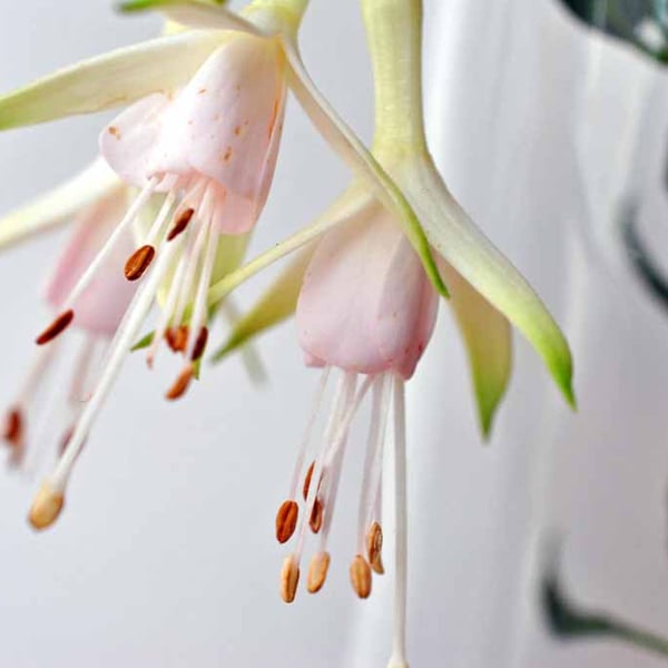 White Fuchsia Hawkshead Summer Flower Photograph Print