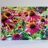 Pink coneflowers at Beth Chatto gardens - greeting card