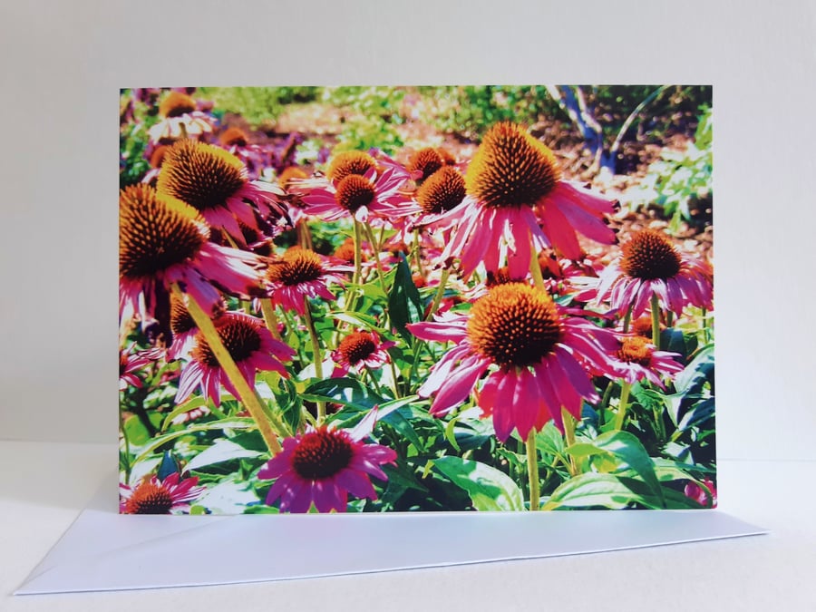 Coneflowers at Beth Chatto gardens - greeting card