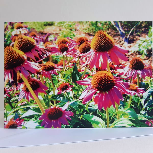 Coneflowers at Beth Chatto gardens - greeting card