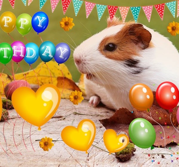 A5 Guinea Pigs On Log Birthday Card 