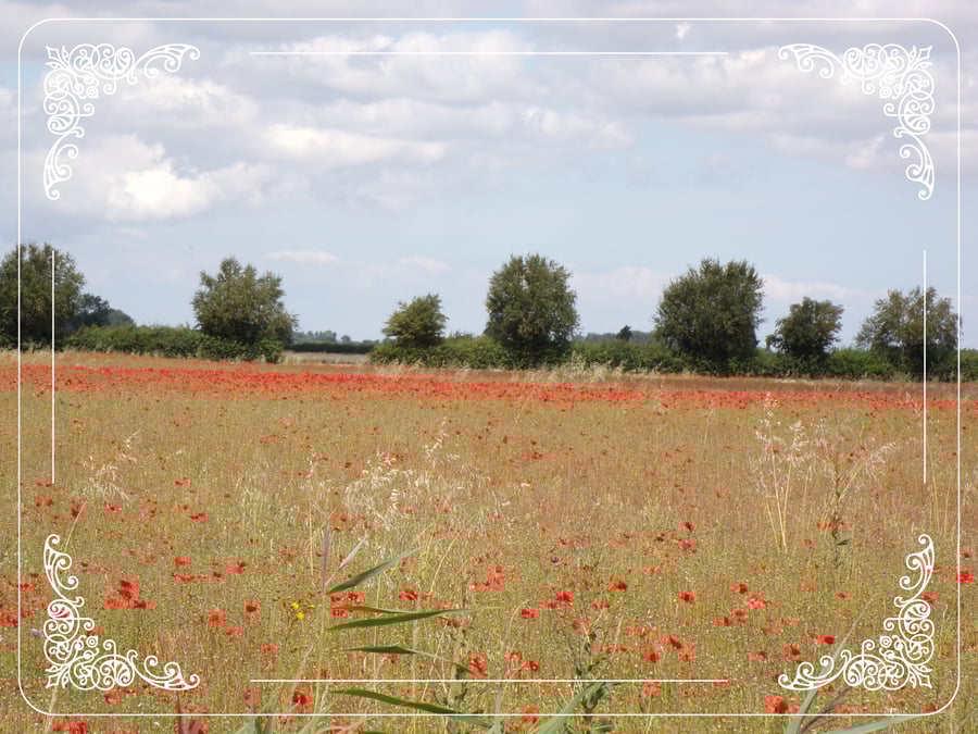 Poppies Field Norfolk  A5 Greeting Card 