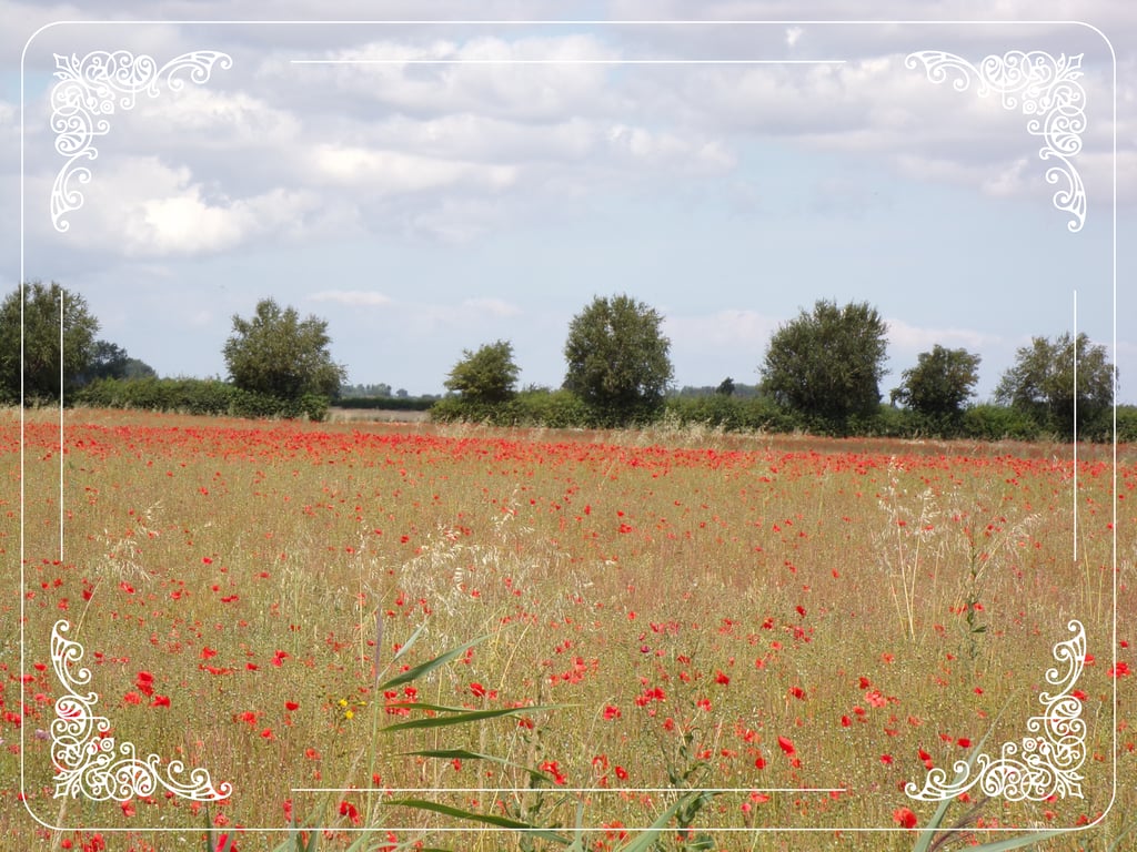 Poppies Field Norfolk  A5 Greeting Card 