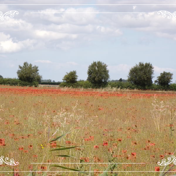 Poppies Field Norfolk  A5 Greeting Card 