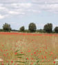 Poppies Field Norfolk  A5 Greeting Card  - Image 1