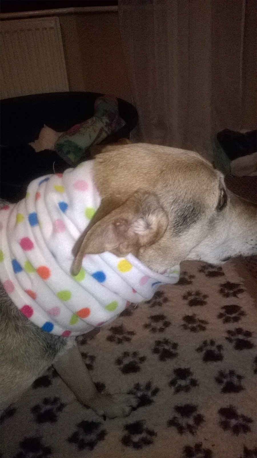 Large dog neck warmer or snood for such as greyhound, whippet