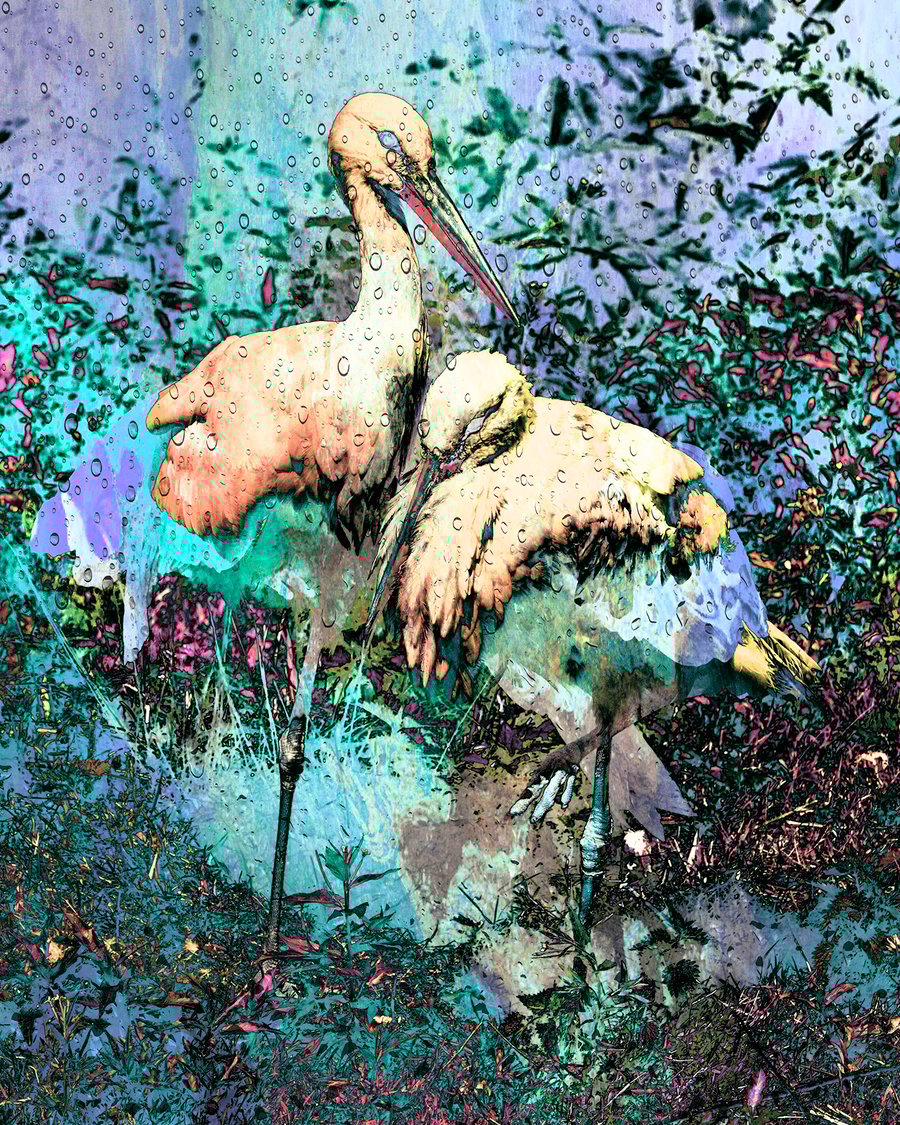 Luv Birds, absract photography 