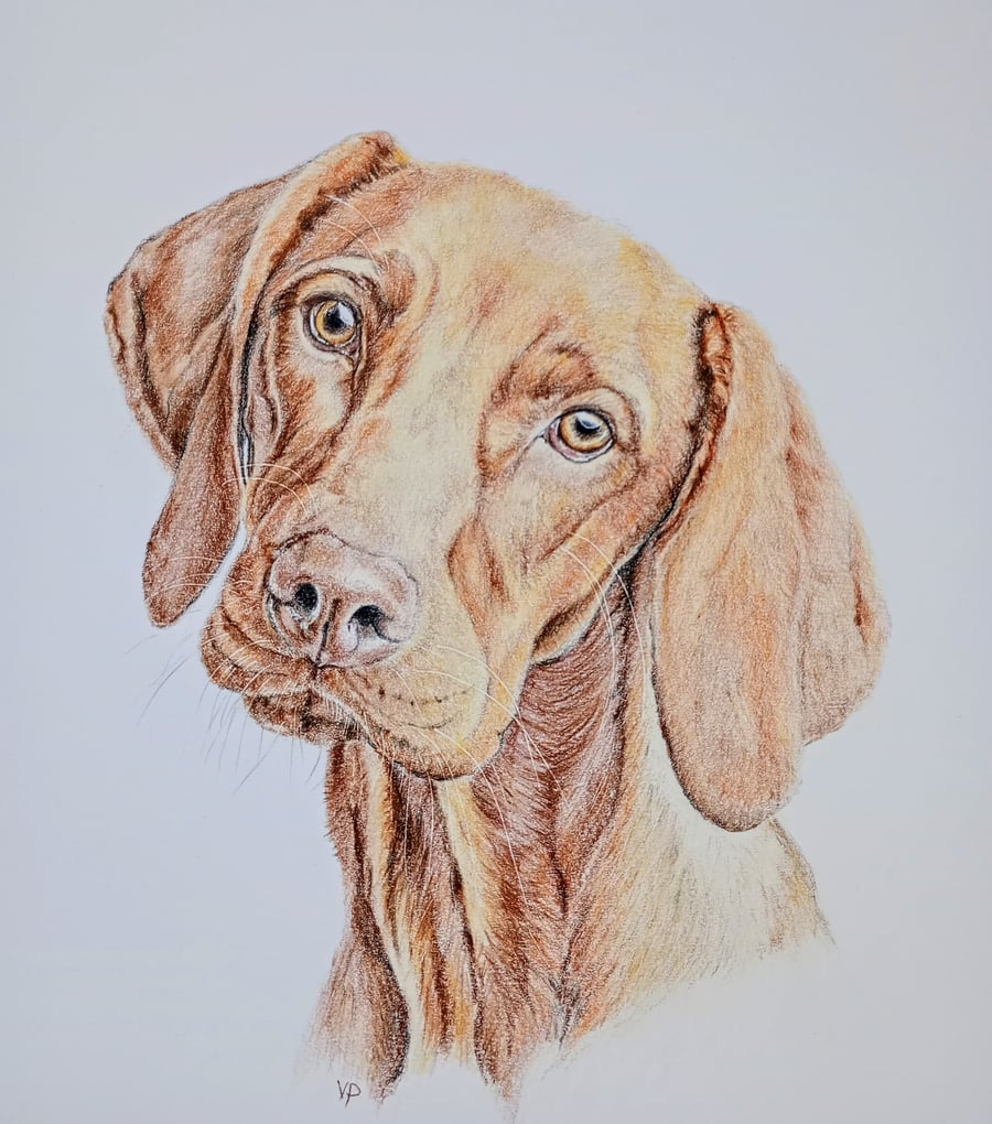 Custom original colour pencil pet portrait 10"x12"