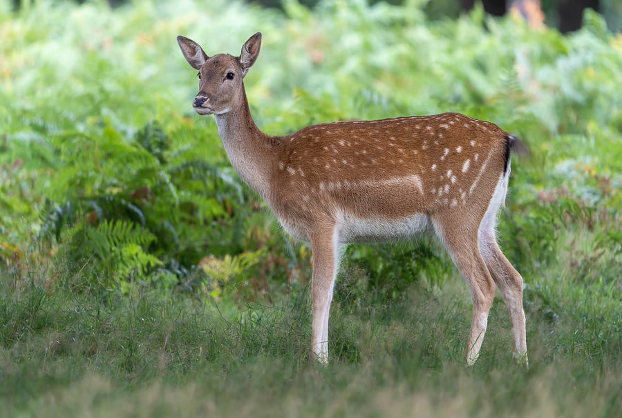 Female Fallow Deer