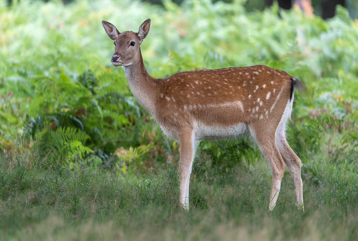 Female Fallow Deer
