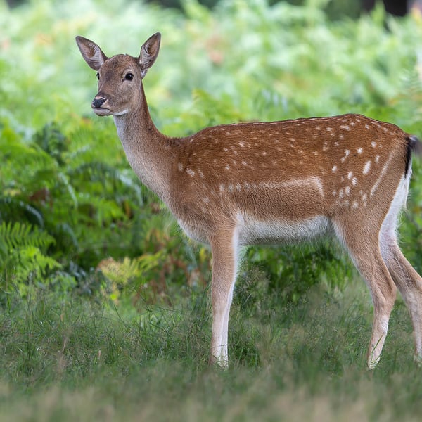 Female Fallow Deer