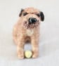Custom Woolly Dog - Needle Felt Felted Pet Animal Handmade Portrait Sculpture - Image 8