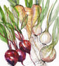 Winter veg print