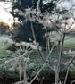 An original linoprint of cow parsley in a winters scene 'Winter's Morning'' - Image 9