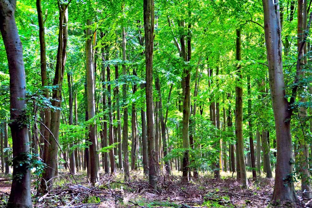 Blackwood Forest Winchester Hampshire Photograph Print