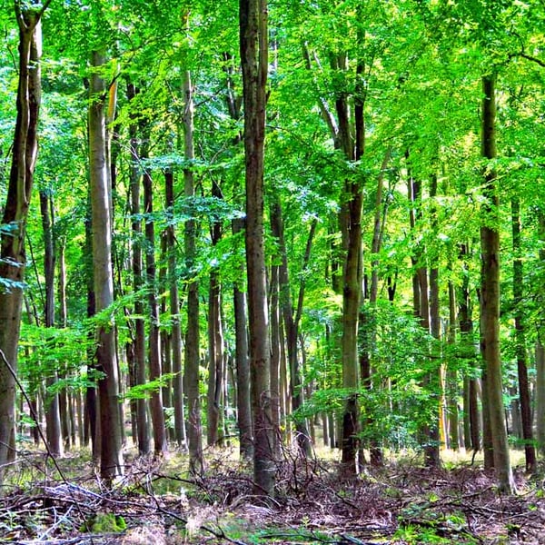 Blackwood Forest Winchester Hampshire Photograph Print