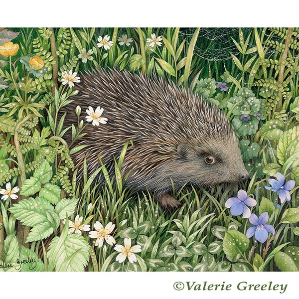 Hedgehog in April