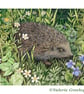 Hedgehog in April