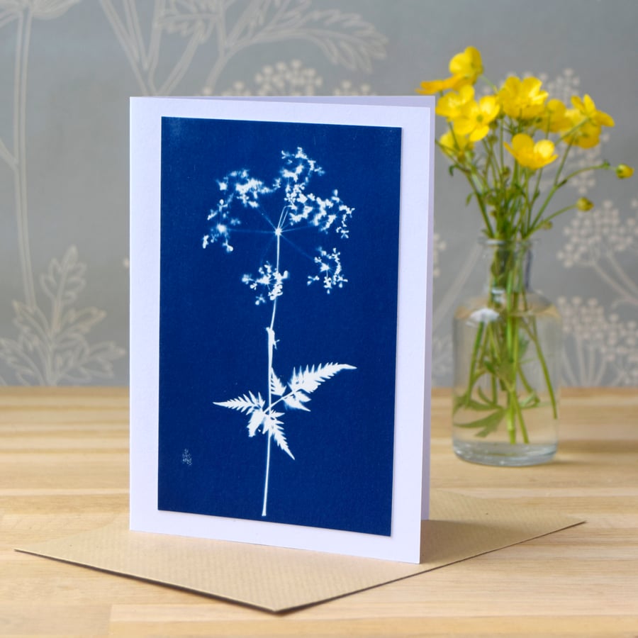 Cow Parsley Cyanotype card No. 3