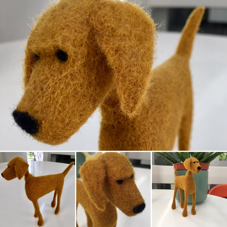 Curry the Woolly Dog