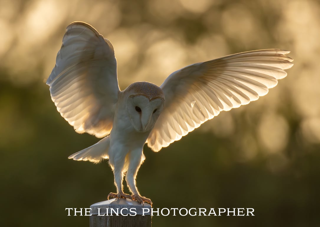 Barn Owl print (Limited edition of 10)