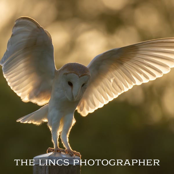 Barn Owl print (Limited edition of 10)
