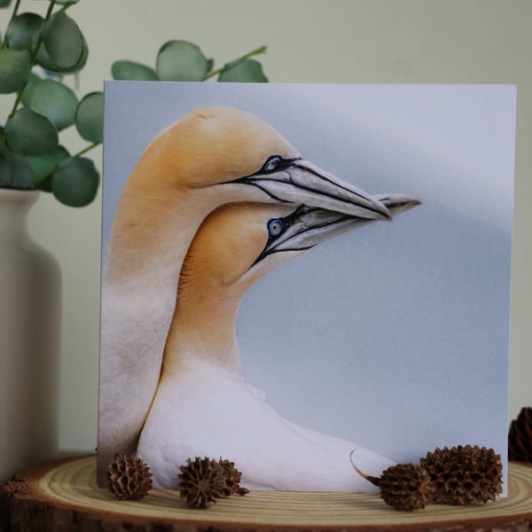 Love - Gannet Pair - Blank Greetings Card