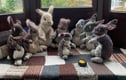 Knitted doorstops 