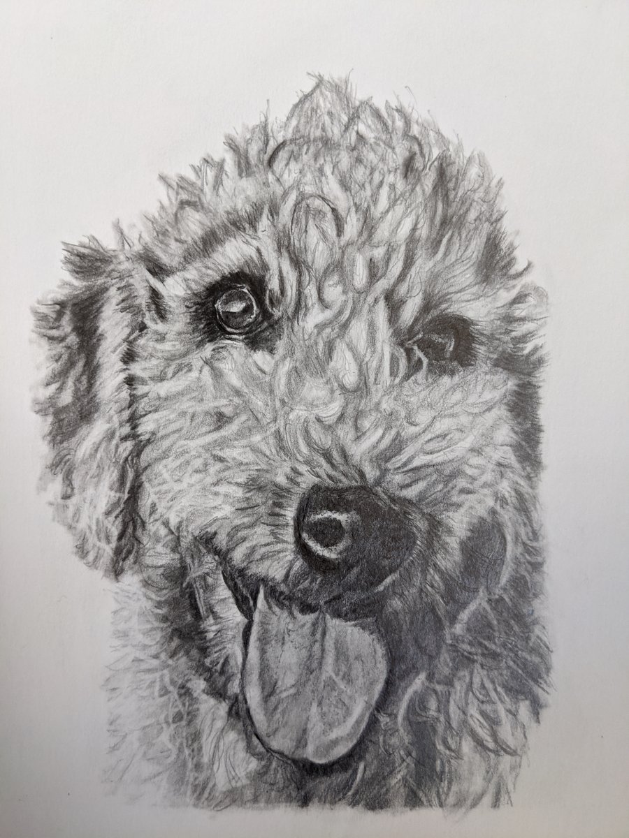 Bedlington Terrier Dog, pencil drawing, original one off item