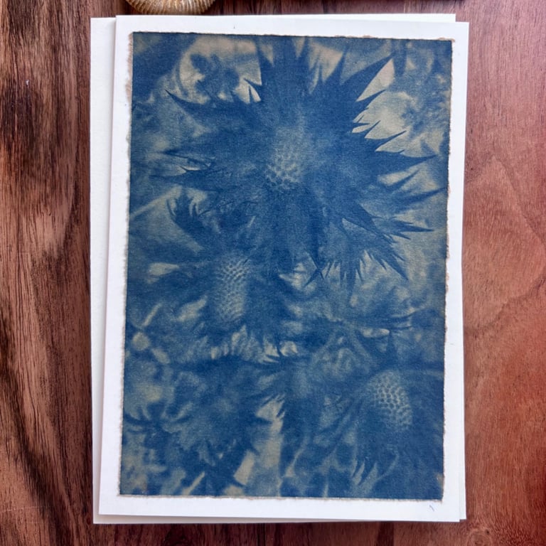 Cyanotype - Sea-Holly Blue - Botanical Card 