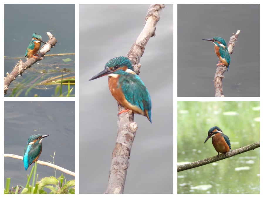 Kingfishers Greeting Card A5