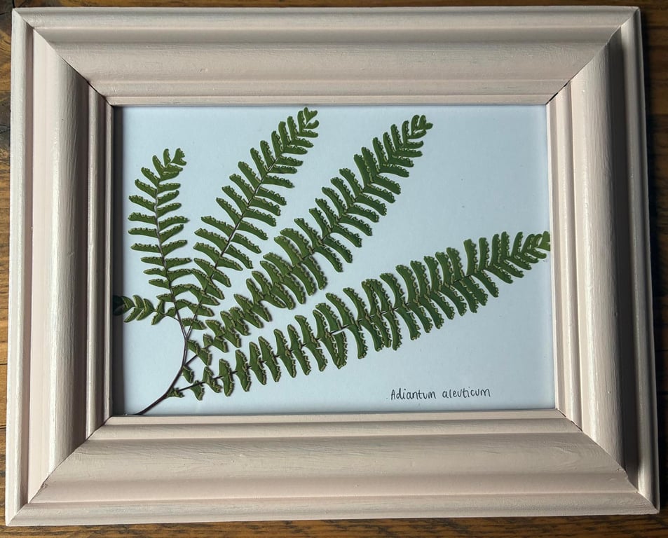 Real Pressed Leaf in Hand Painted Wooden Frame - Fern Frond(leaf)