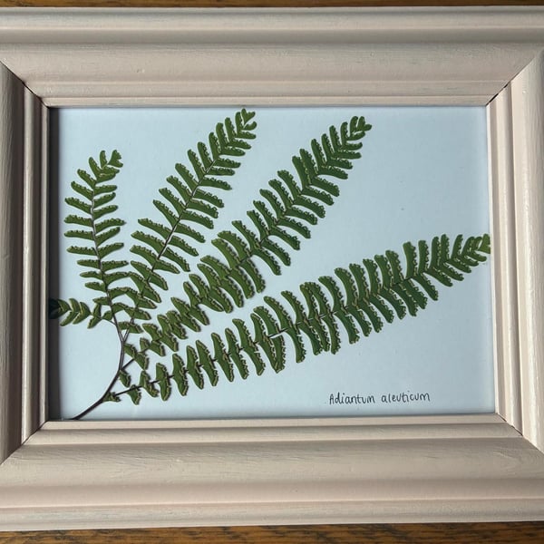 Real Pressed Leaf in Hand Painted Wooden Frame - Fern Frond(leaf)