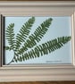 Pressed Fern in Hand Painted Wooden Frame