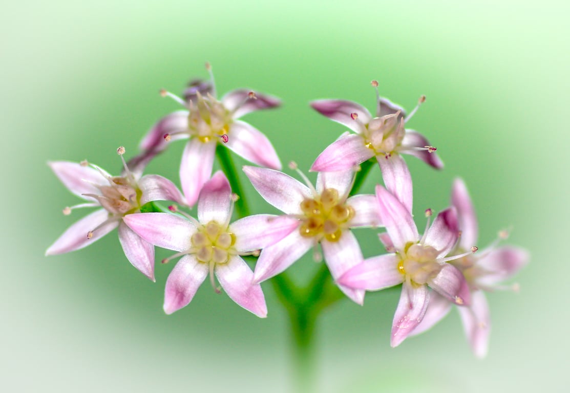 Nature Photographic Greetings Cards - Money Tree Flowers.