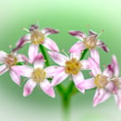 Nature Photographic Greetings Cards - Money Tree Flowers.