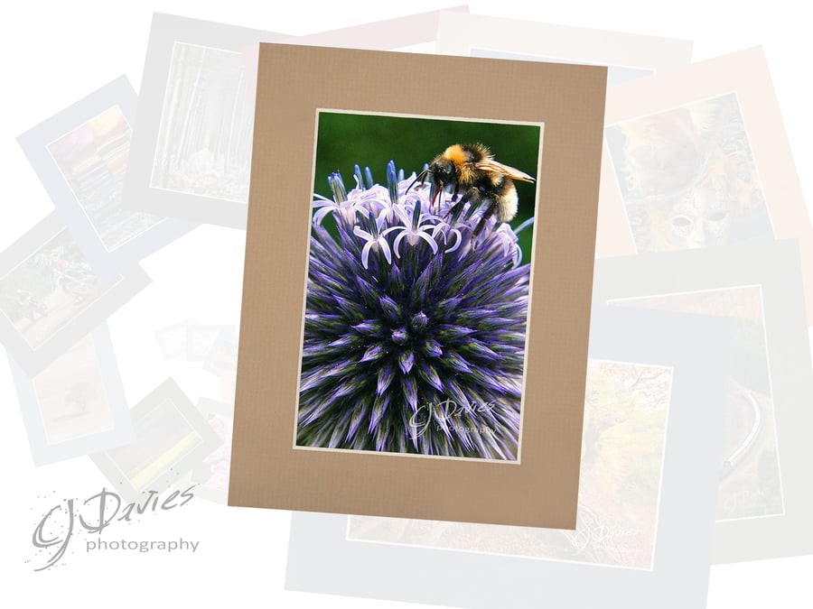 CJ117 - Bee feeding on globe thistle