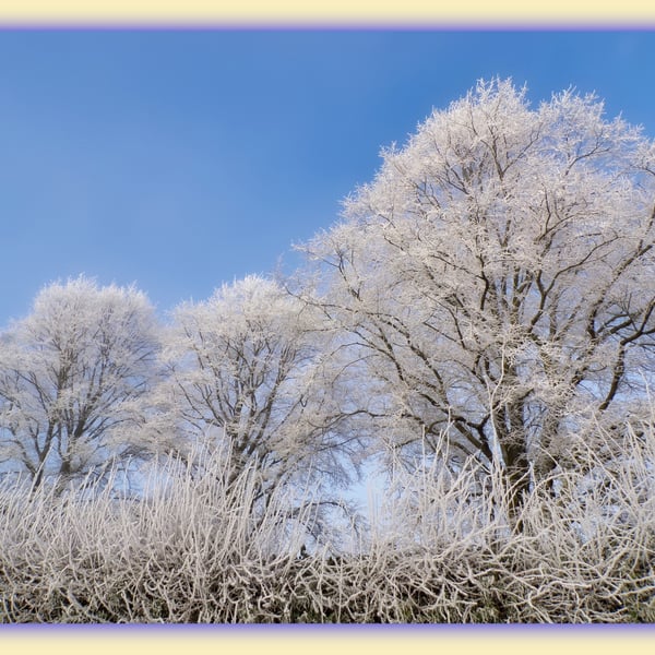 Lime Trees Winter Norfolk Greeting Card A5 