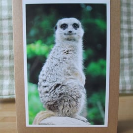 Meerkat Photo Greetings Card